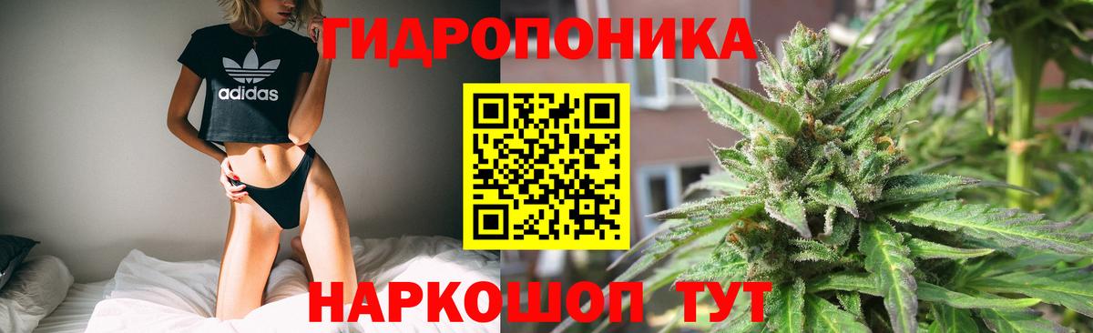 Конопля сатива Сатка